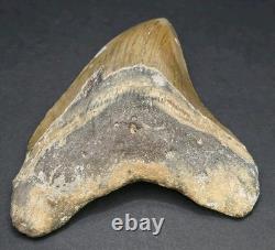 4.02 Megalodon Shark Tooth Real Fossil North Carolina Natural Collector Meg
