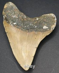 4.02 Megalodon Shark Tooth Real Fossil North Carolina Natural Collector Meg