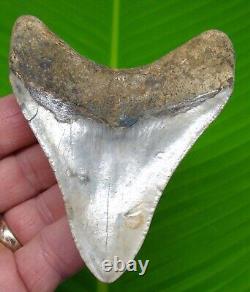 4.03 MEGALODON SHARK TOOTH Real Fossil No Restorations Sharks Teeth