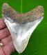 4.03 Megalodon Shark Tooth Real Fossil No Restorations Sharks Teeth