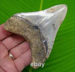4.03 MEGALODON SHARK TOOTH Real Fossil No Restorations Sharks Teeth