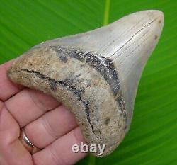 4.03 MEGALODON SHARK TOOTH Real Fossil No Restorations Sharks Teeth