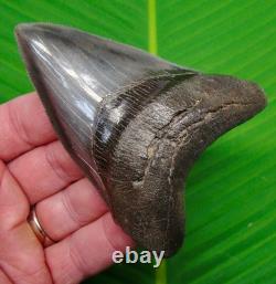 4.05 MEGALODON SHARK TOOTH MUSEUM GRADE TOP 1% Real Fossil Georgia, USA