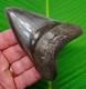 4.05 Megalodon Shark Tooth Museum Grade Top 1% Real Fossil Georgia, Usa