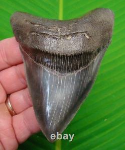 4.05 MEGALODON SHARK TOOTH MUSEUM GRADE TOP 1% Real Fossil Georgia, USA