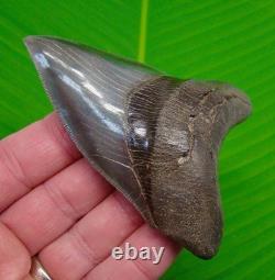 4.05 MEGALODON SHARK TOOTH MUSEUM GRADE TOP 1% Real Fossil Georgia, USA