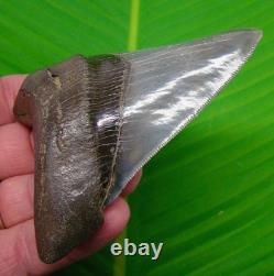 4.05 MEGALODON SHARK TOOTH MUSEUM GRADE TOP 1% Real Fossil Georgia, USA