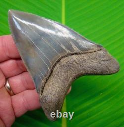 4.05 MEGALODON SHARK TOOTH MUSEUM GRADE TOP 1% Real Fossil Georgia, USA
