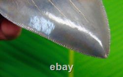 4.05 MEGALODON SHARK TOOTH MUSEUM GRADE TOP 1% Real Fossil Georgia, USA