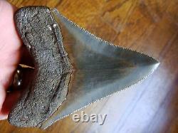 4.08 inch MULTI-COLORED Georgia Megalodon shark tooth teeth jaw fossil HD24