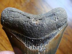 4.08 inch MULTI-COLORED Georgia Megalodon shark tooth teeth jaw fossil HD24