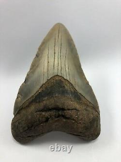 4.10 Rare MEGALODON Fossil Color Shark Teeth All Natural Ocean Tooth Beach(B99)