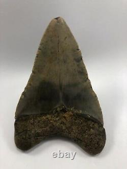 4.10 Rare MEGALODON Fossil Color Shark Teeth All Natural Ocean Tooth Beach(B99)