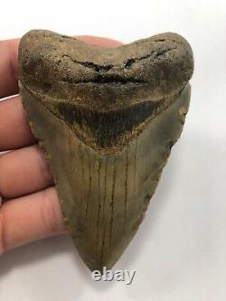 4.10 Rare MEGALODON Fossil Color Shark Teeth All Natural Ocean Tooth Beach(B99)