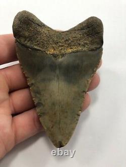 4.10 Rare MEGALODON Fossil Color Shark Teeth All Natural Ocean Tooth Beach(B99)