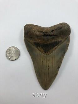 4.10 Rare MEGALODON Fossil Color Shark Teeth All Natural Ocean Tooth Beach(B99)