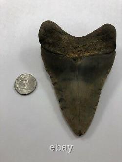 4.10 Rare MEGALODON Fossil Color Shark Teeth All Natural Ocean Tooth Beach(B99)