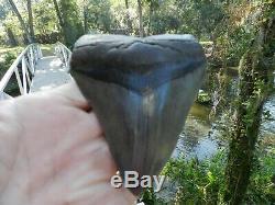 4 11/16 Georgia Glass Like Upper Megalodon Shark Tooth Serration NO REPAIR