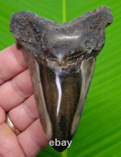 4.11 ANGUSTIDENS Shark Tooth MONSTER SIZE Real Fossil Megalodon Era