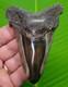 4.11 Angustidens Shark Tooth Monster Size Real Fossil Megalodon Era