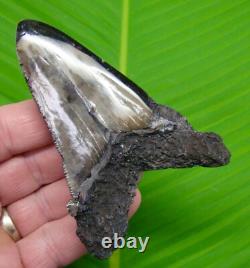 4.11 ANGUSTIDENS Shark Tooth MONSTER SIZE Real Fossil Megalodon Era