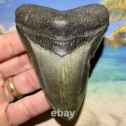 4.14 Megalodon Fossil Shark Tooth Quality Fossil No Restoration or Repair