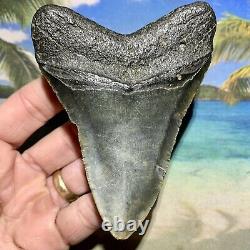 4.14 Megalodon Fossil Shark Tooth Quality Fossil No Restoration or Repair