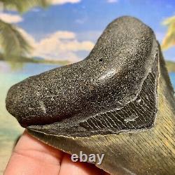 4.14 Megalodon Fossil Shark Tooth Quality Fossil No Restoration or Repair