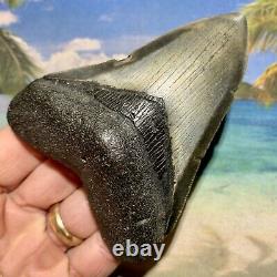 4.14 Megalodon Fossil Shark Tooth Quality Fossil No Restoration or Repair