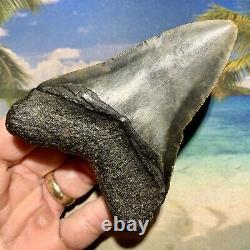 4.14 Megalodon Fossil Shark Tooth Quality Fossil No Restoration or Repair