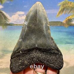 4.14 Megalodon Fossil Shark Tooth Quality Fossil No Restoration or Repair