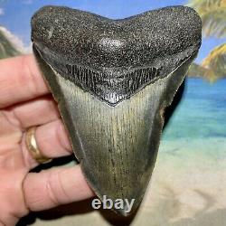 4.14 Megalodon Fossil Shark Tooth Quality Fossil No Restoration or Repair
