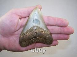 4.14 Megalodon Fossil Shark Tooth Teeth 5.1 oz Free Stand! NO RESTORATION