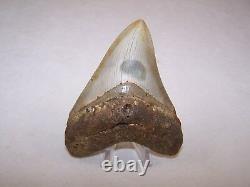 4.14 Megalodon Fossil Shark Tooth Teeth 5.1 oz Free Stand! NO RESTORATION