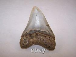 4.14 Megalodon Fossil Shark Tooth Teeth 5.1 oz Free Stand! NO RESTORATION