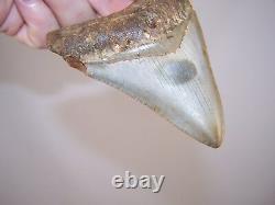 4.14 Megalodon Fossil Shark Tooth Teeth 5.1 oz Free Stand! NO RESTORATION