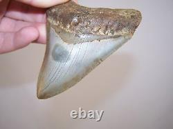 4.14 Megalodon Fossil Shark Tooth Teeth 5.1 oz Free Stand! NO RESTORATION