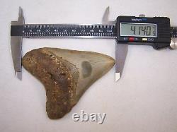 4.14 Megalodon Fossil Shark Tooth Teeth 5.1 oz Free Stand! NO RESTORATION