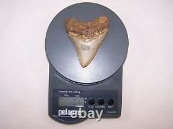 4.14 Megalodon Fossil Shark Tooth Teeth 5.1 oz Free Stand! NO RESTORATION