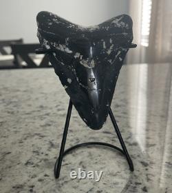 4.15 Megalodon Shark Tooth Polished Venice Florida With Stand