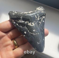 4.15 Megalodon Shark Tooth Polished Venice Florida With Stand