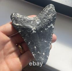 4.15 Megalodon Shark Tooth Polished Venice Florida With Stand