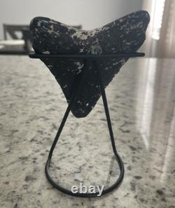 4.15 Megalodon Shark Tooth Polished Venice Florida With Stand