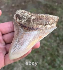 4.16 All Natural Otodus Megalodon Fossil Shark Tooth from West Java, Indonesia