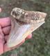 4.16 All Natural Otodus Megalodon Fossil Shark Tooth From West Java, Indonesia