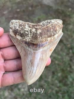 4.16 All Natural Otodus Megalodon Fossil Shark Tooth from West Java, Indonesia