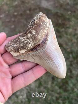 4.16 All Natural Otodus Megalodon Fossil Shark Tooth from West Java, Indonesia