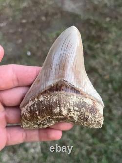 4.16 All Natural Otodus Megalodon Fossil Shark Tooth from West Java, Indonesia