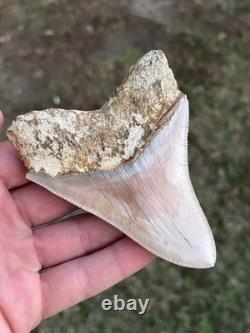 4.16 All Natural Otodus Megalodon Fossil Shark Tooth from West Java, Indonesia