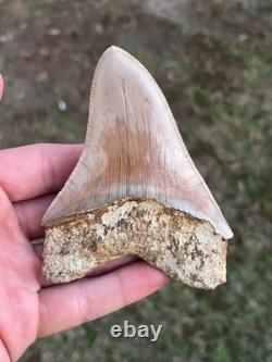 4.16 All Natural Otodus Megalodon Fossil Shark Tooth from West Java, Indonesia